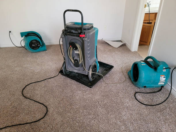 Best Professional water damage repair  in Mount Olive, AL